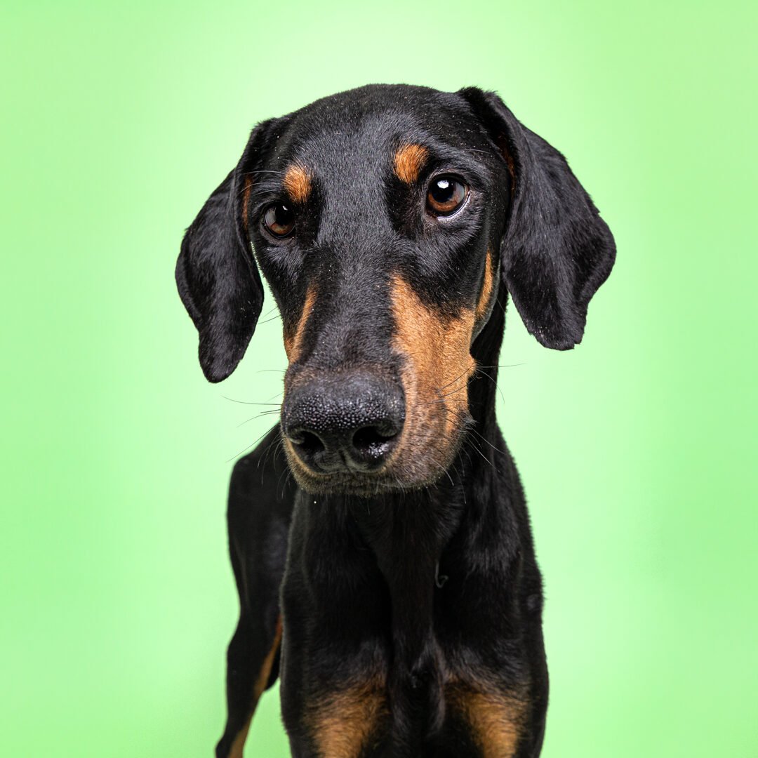 Dog photography example of a Doberman against a green background