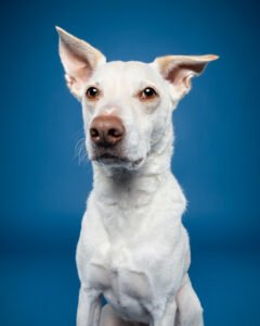 Dog photography example of a dog against a blue background