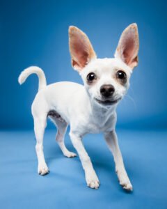 Dog photography example of a dog against a blue background