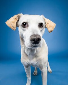 Dog photography example of a dog against a blue background