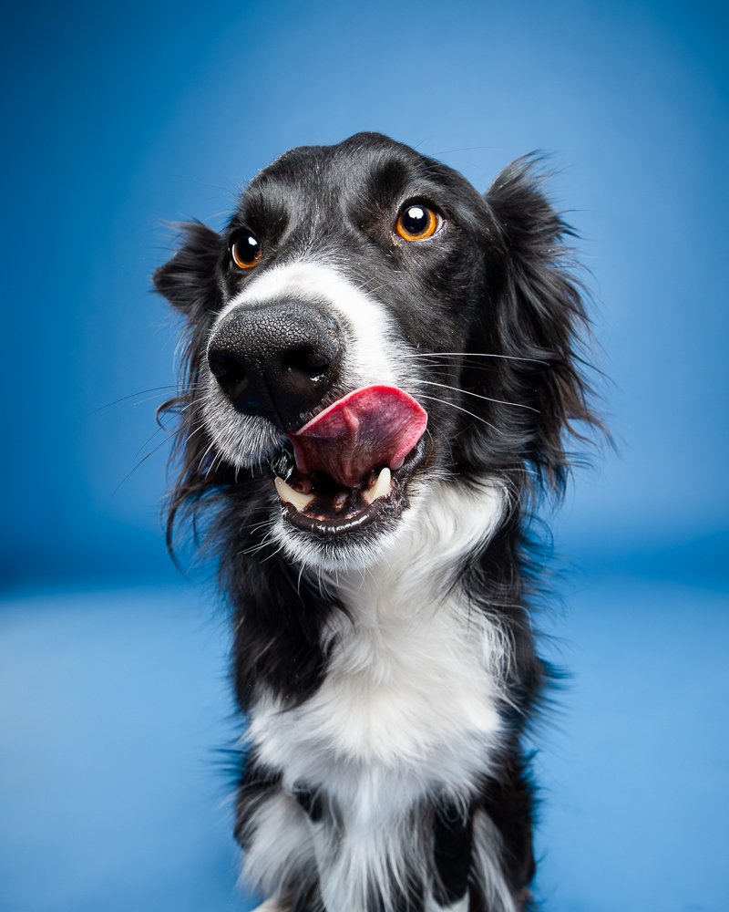 Dog photography example of a border collie against a blue background