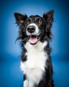Dog photography example of a dog against a blue background
