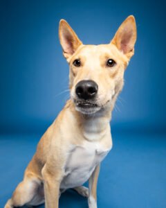 Dog photography example of a dog against a blue background