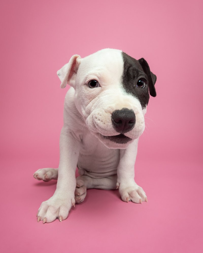 Dog photography example of a puppy against a pink background